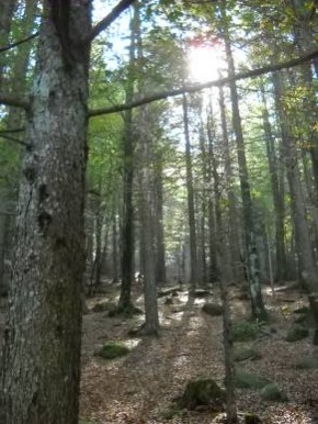 Bosco Pian dei Sali